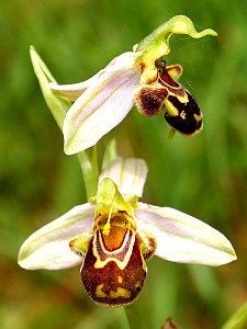 ophrys_apifera