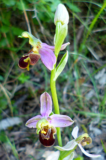 ophrys_apifera