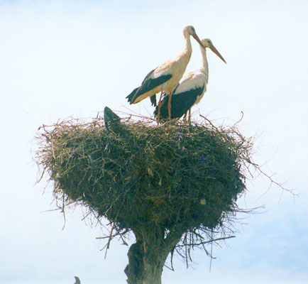 Storks