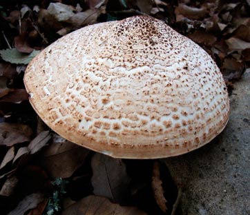 parasol