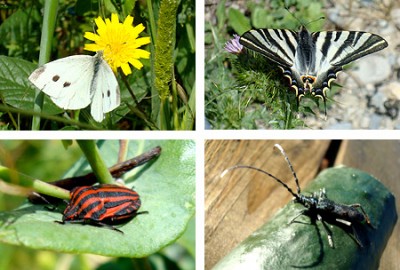 insects