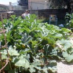 deep in thought wonderings what to do with all those courgettes