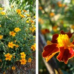 marigolds