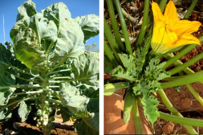 sprouts_courgettes