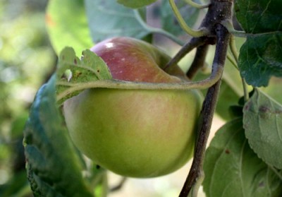 apple