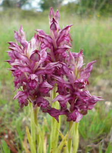 bug_orchis_coriophora