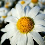 chamomile