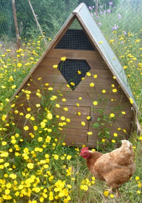 chicken