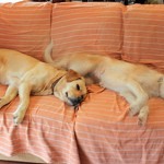 dogs