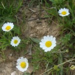 flowers21
