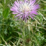 flowers22