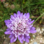 flowers49