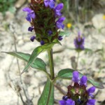 flowers54