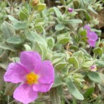 flowers7