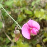 flowers9
