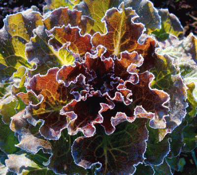 lettuce