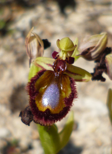 mirror_ophrys_speculum