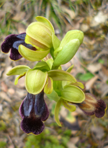 ophrys_fusca