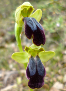 ophrys_fusca2