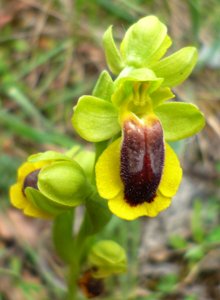 ophrys_lutea1