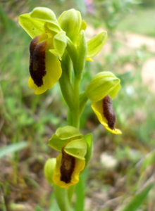 ophrys_lutea2