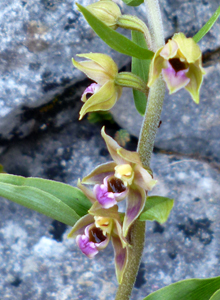orchid_epipactis_lusitanica2