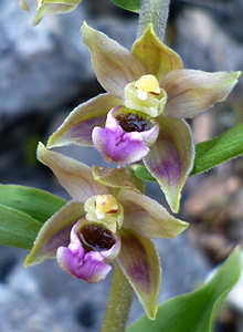 orchid_epipactis_lusitanica
