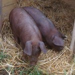 pigs