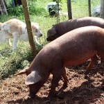 pigs1