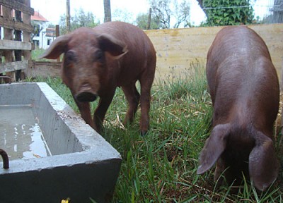 pigs2