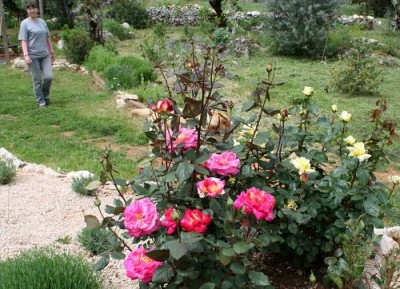 roses