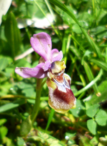 sawfly_ophrys_tenthredinifera