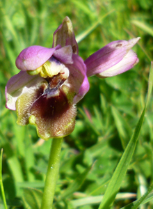 sawfly_ophrys_tenthredinifera