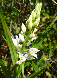 sword-leaved_helleborine