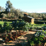 vegpatchwinter