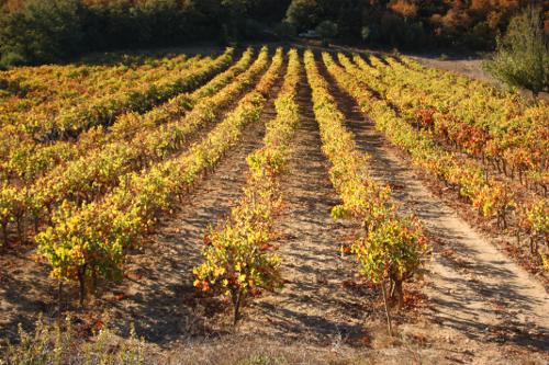 vines