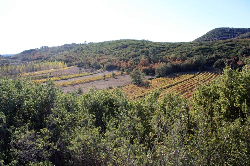 vines1