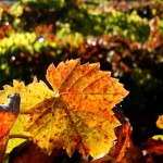 vines2