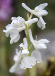 white_orchid