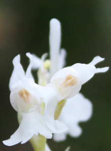 white_orchid2