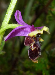 woodcock_ophrys_scolopax