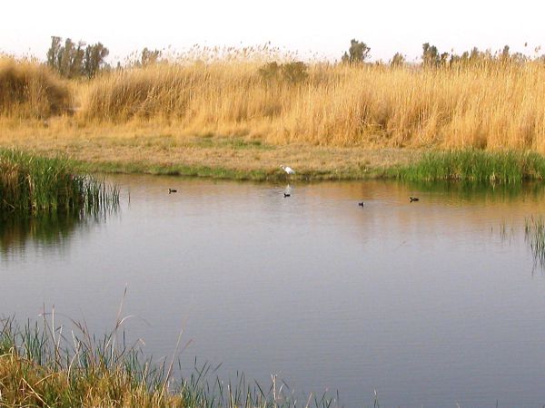 Azraq reserve