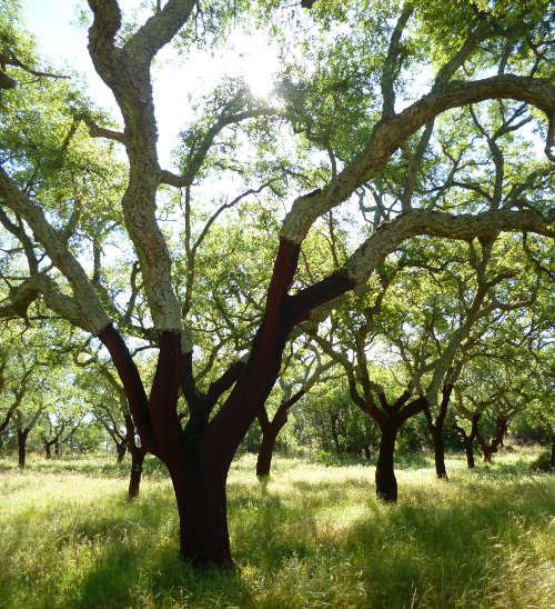 Cork oaks near Cromeleque dos Almendres