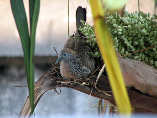 pigeon and nest