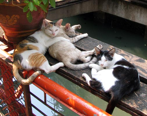 khlong cats